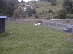 Geder